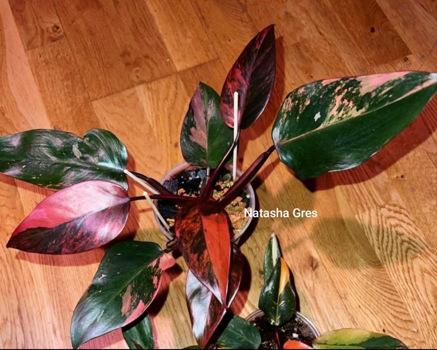 Rar!  Philodendron Fire Princess ( Tricolour) Філодендрон