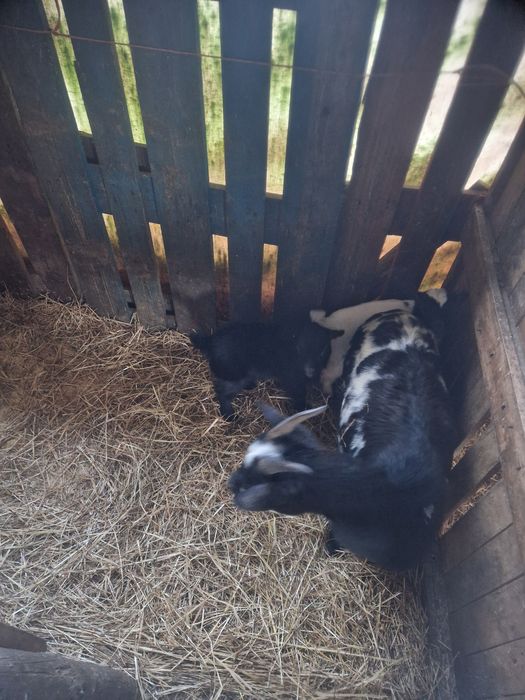 Casal de cabras anas