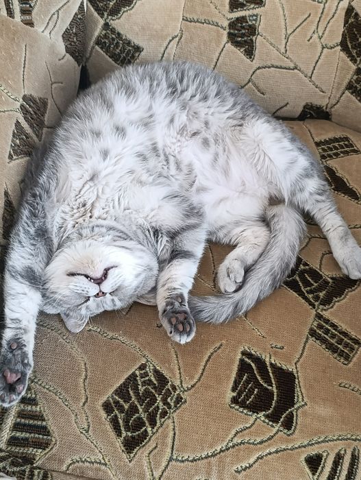 Шотландский голубой пятнистый а24 Гудвин