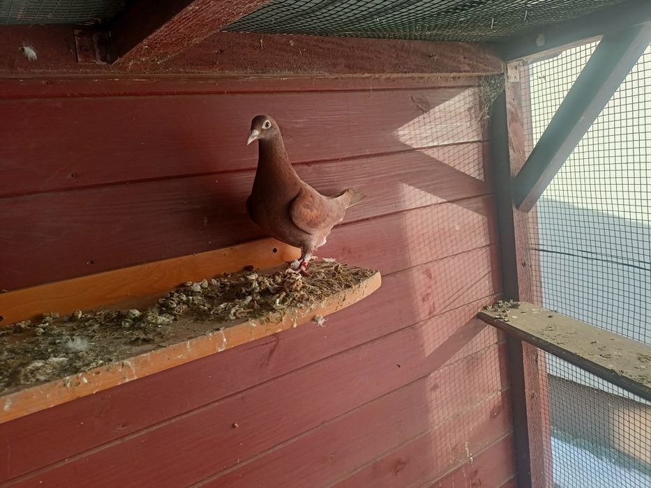 Mulemansy samica 2025