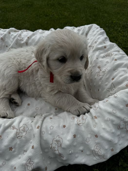 Szczeniak golden retrivier