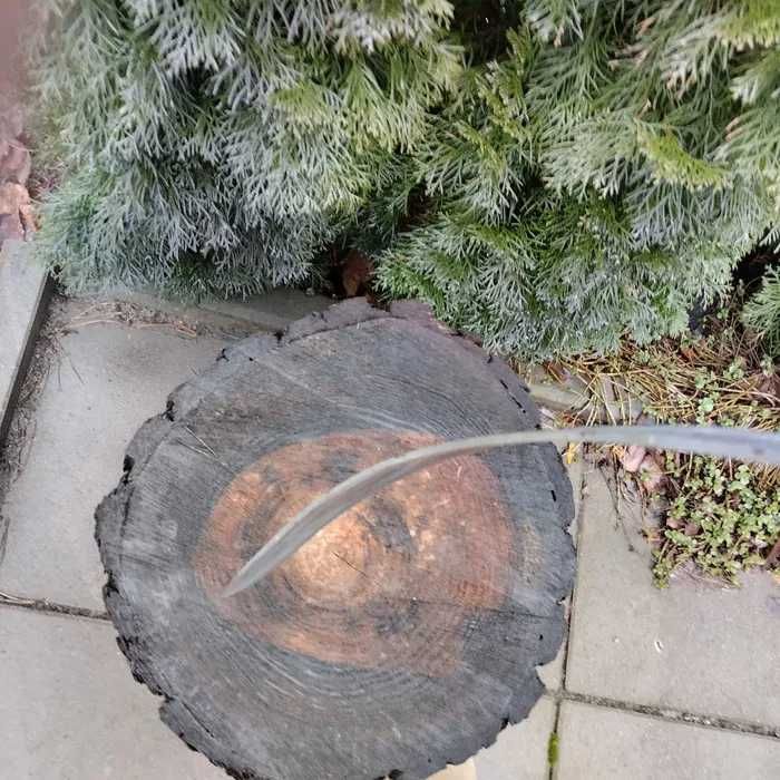 Miecz Shirasaya do szermierki.