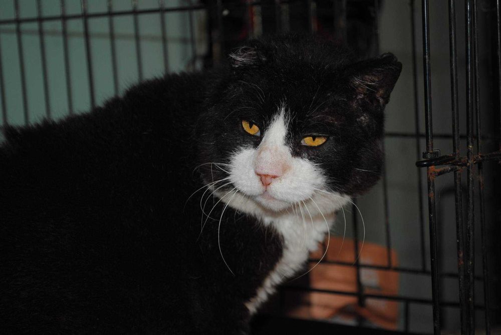 Starszy kot z białaczką szuka domu