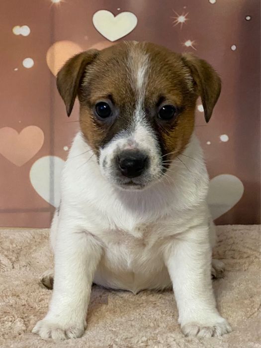 Jack Ruusell Terrier dziewczynka HERA