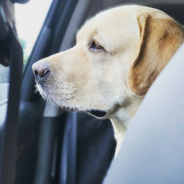 Кабель ищет невесту для случки