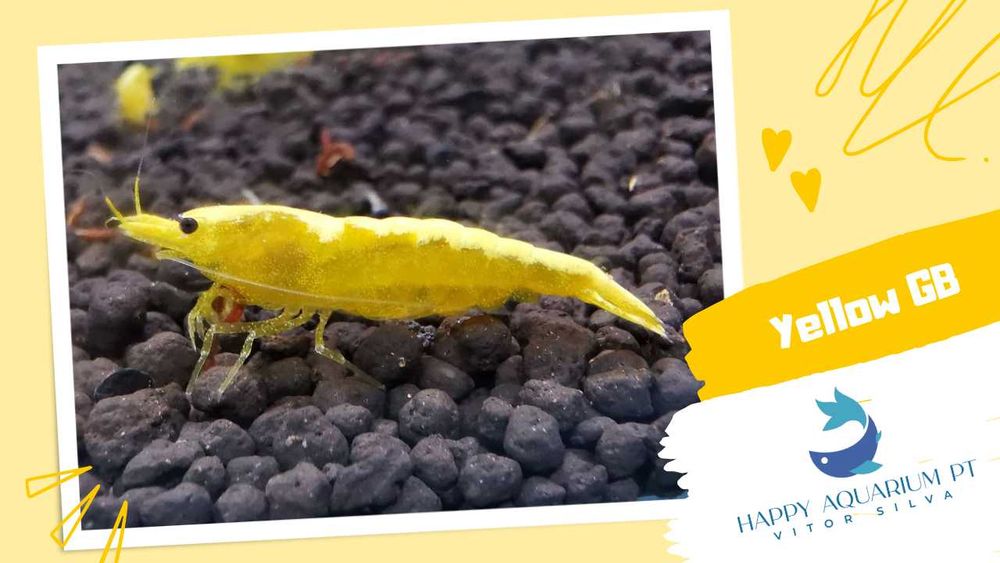 happyaquarium.pt - Neocaridina Yellow / Neocaridina Yellow Golden Back