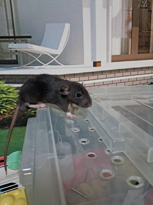 Криска дамбо. Місяць.