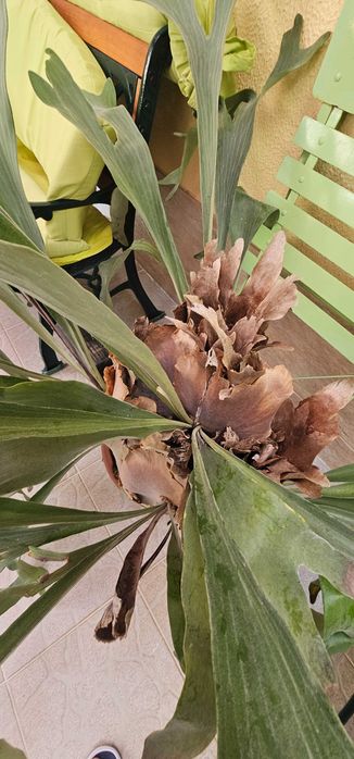 Platycerium (Feto-chifre-de-veado) – exemplar grande e multiplicado, com folhas escudo