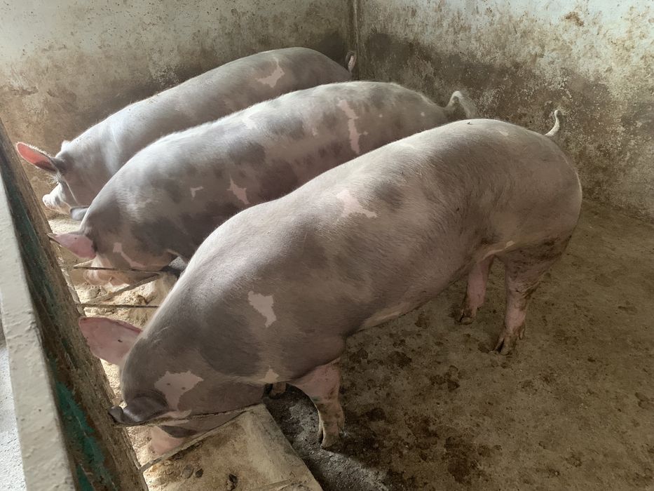 Продам домашні свинки