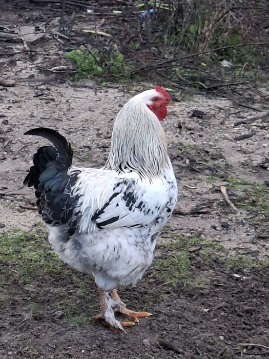 galos jovens adultos