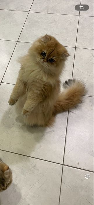 Длинношерстний кот котик  довгошерстний кошенята котята кошка