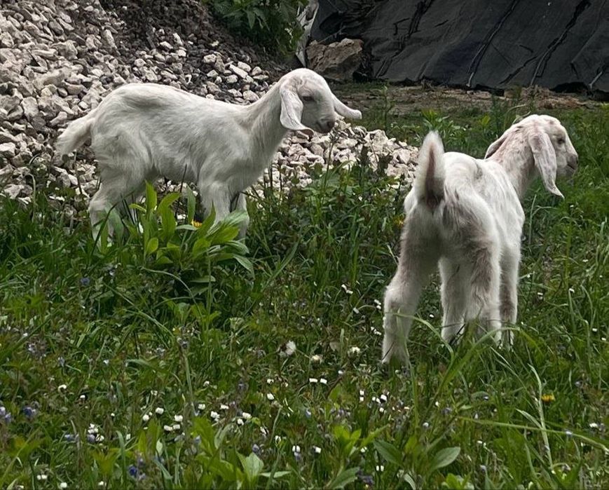 Англонубійські козенята