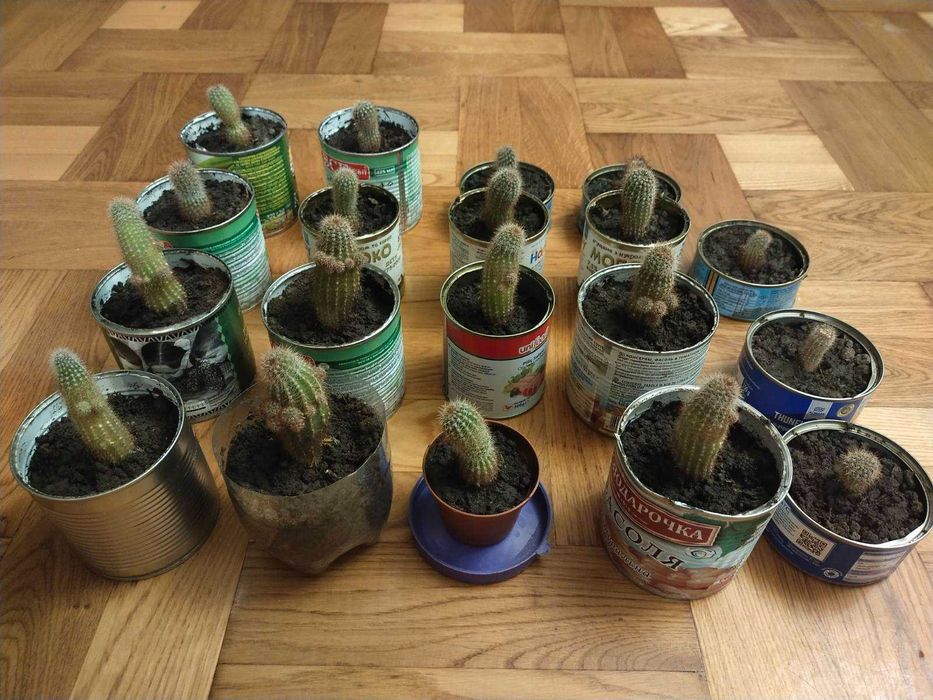 Цветущий кактус Эхинопсис