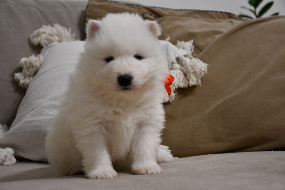 Samoyed szczeniak suczka