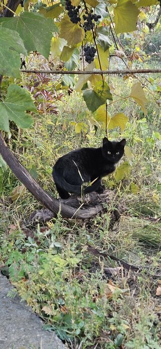 Кошенята шукають родину.