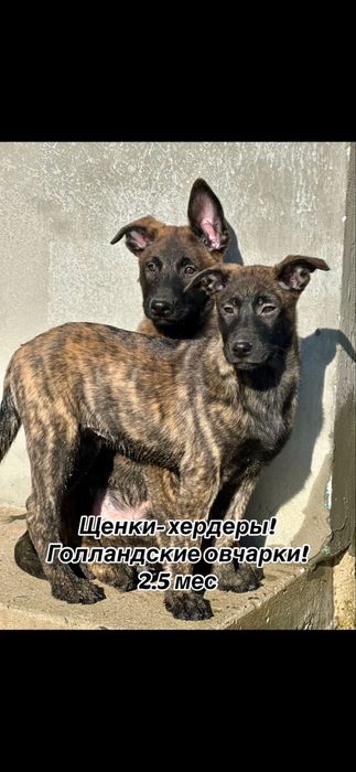 Выбор щенков голландской овчарки!