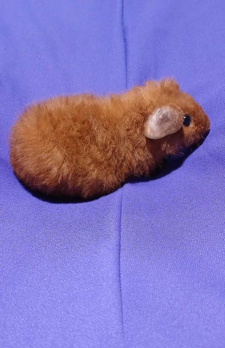 Морська свинка,  Тедді