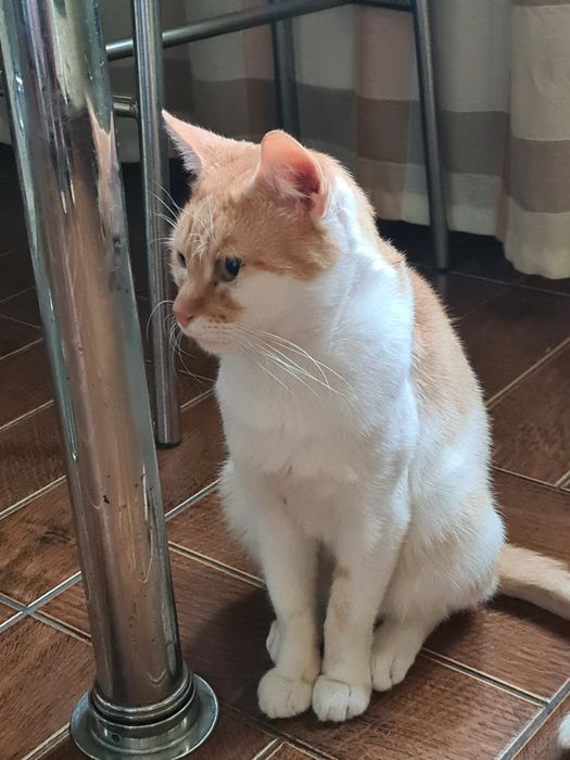 Молодий котик шукає турботливу родину