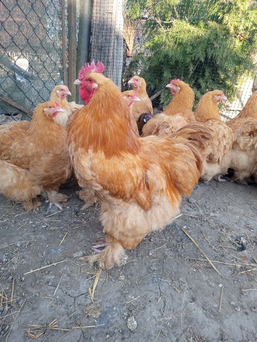 Sprzedam koguty kochiny oraz jaja lęgowe.