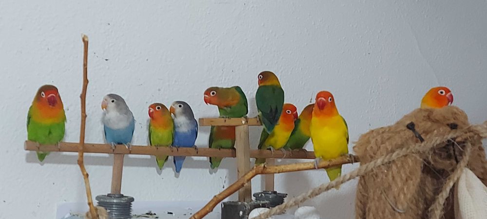 Agapornis Fischers Opalino.