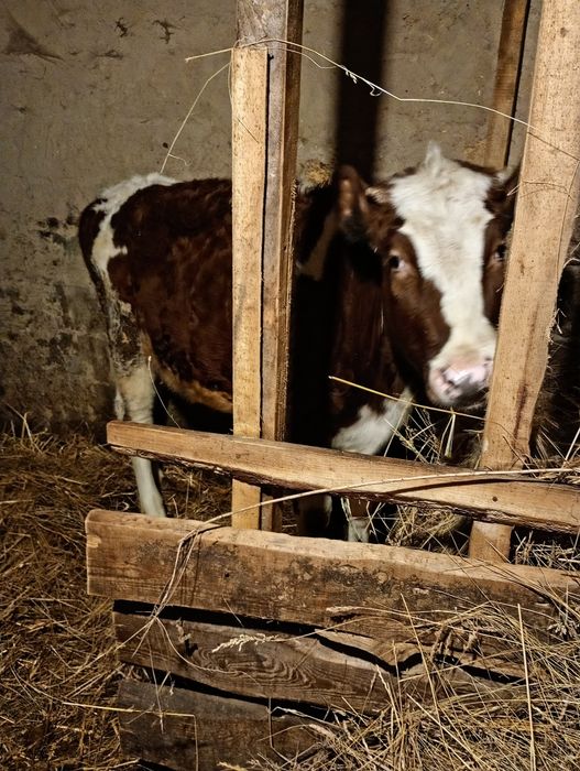 Продаю телицю. Терміново.