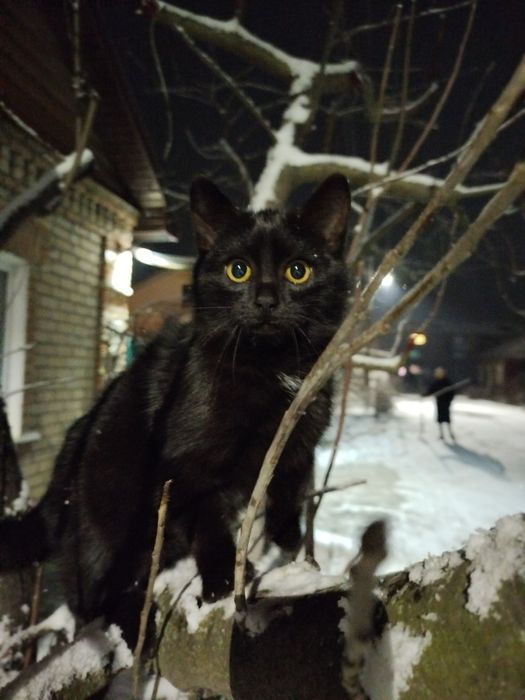 Отдам 6 котят в хорошие руки