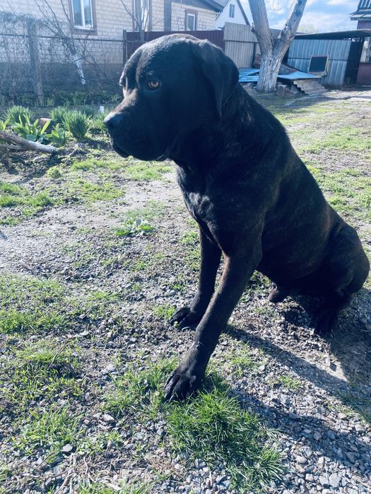 Вязка коне корсо