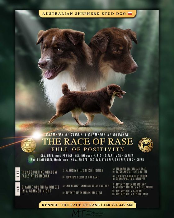 pies reproduktor krycie w Twojej okolicy? Sprawdź kategorię Psy rasowe