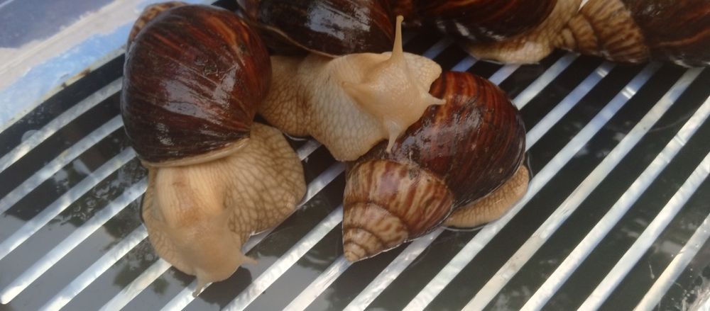 Выведу улиток на заказ