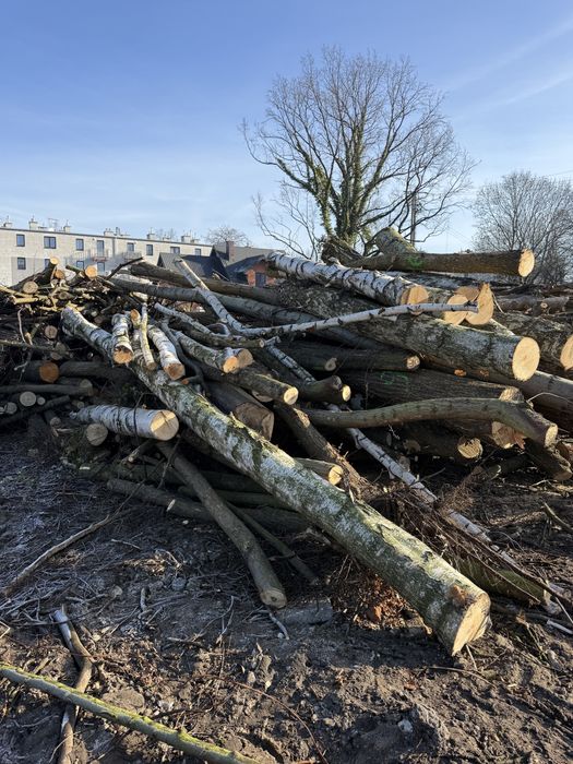 Sprzedam drzewo opalowe