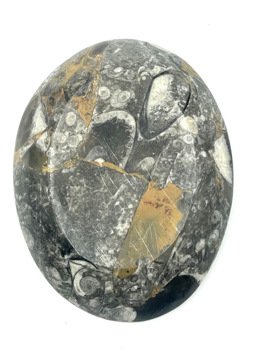 Espeja bolsos pedra fósseis amonites