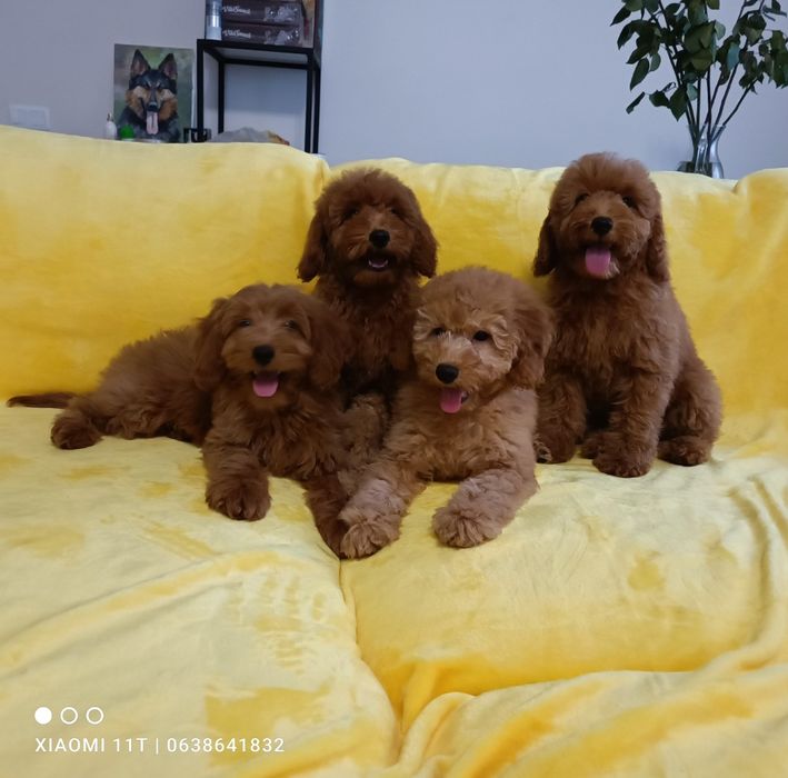 Голдендудль (лабрадудль) міні. Ми в Києві