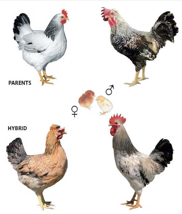 Інкубаційне яйце домінант чубатий