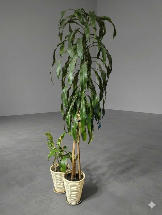 Dracena + Zamiokulkas + 2 doniczki za darmo