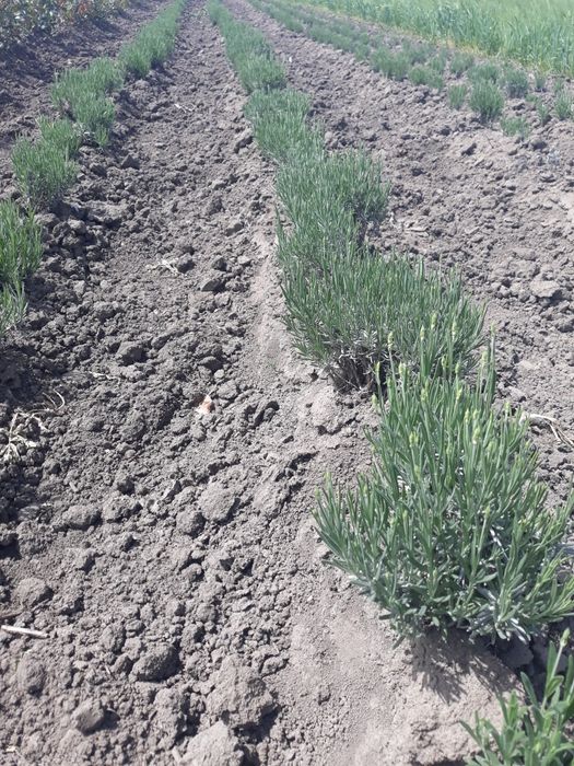 Лаванда Королівська опт