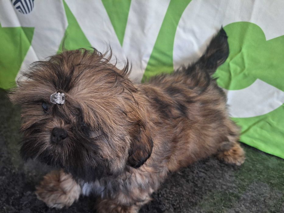 Shih Tzu sunia bez przepukliny