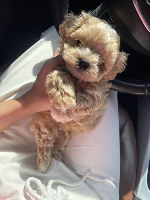 Шикарні цуцики мальтипу