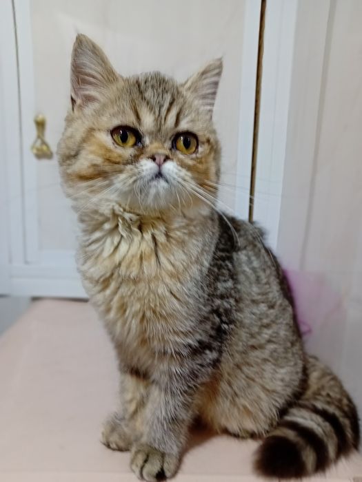 Kotka egzotyczna krótkowłosy Pers