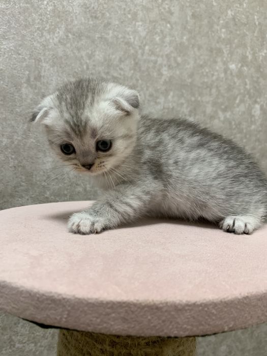 Висловухі шотландські кошенята , скоттіш фолд