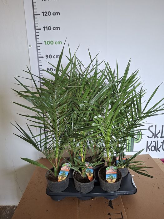 Phoenix canariensis Daktylowiec Kanaryjski Palma WYSYŁKA