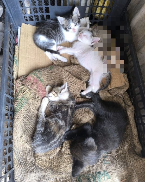 Gatinhos/as  para oferecer Moreira de Cónegos