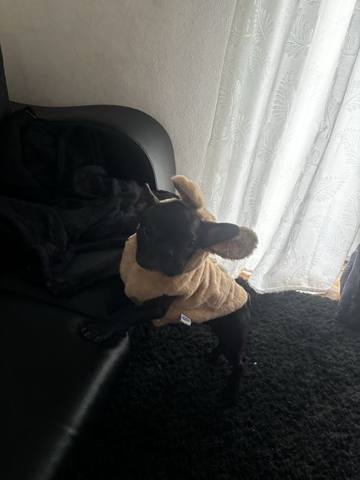 Menina bulldog frances