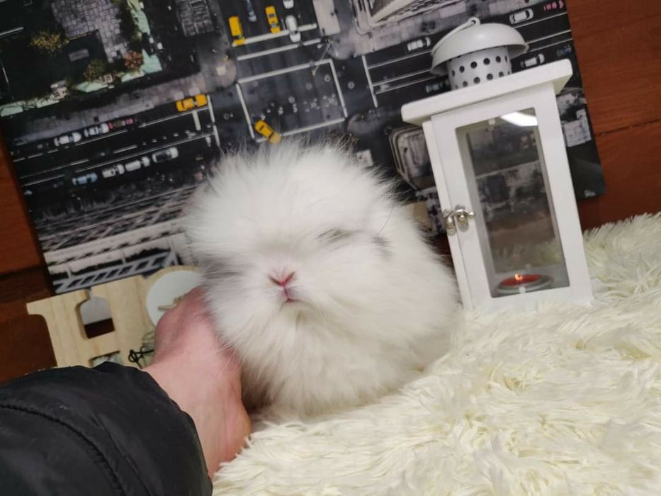 Piękne króliczki Karzełki Teddy.