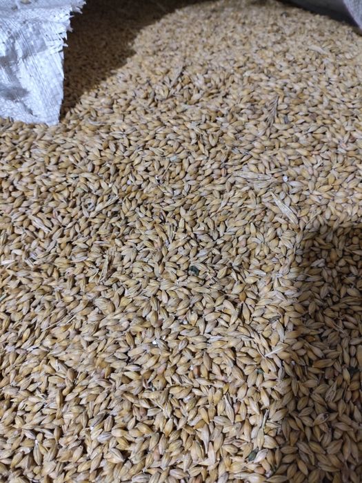 Продам пшеницю та ячмінь Сумська область  Романський район