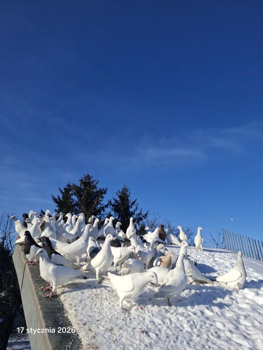 Lot gołębi jasnych perłowych.