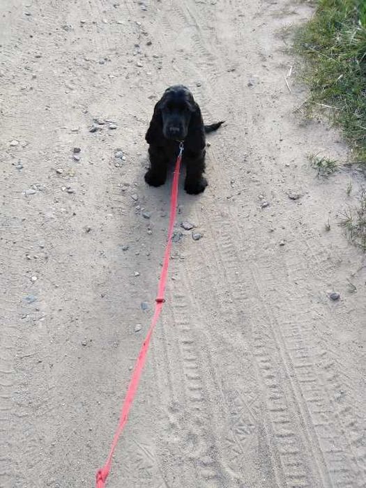 Cocker Spaniel Angielski  Czarna suczka RODOWÓD ZKwP (FCI)