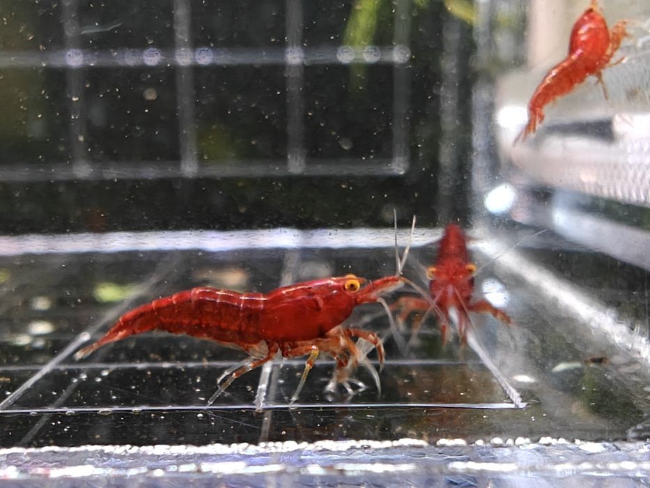 Krewetki Neocaridina Bloody Mary OE