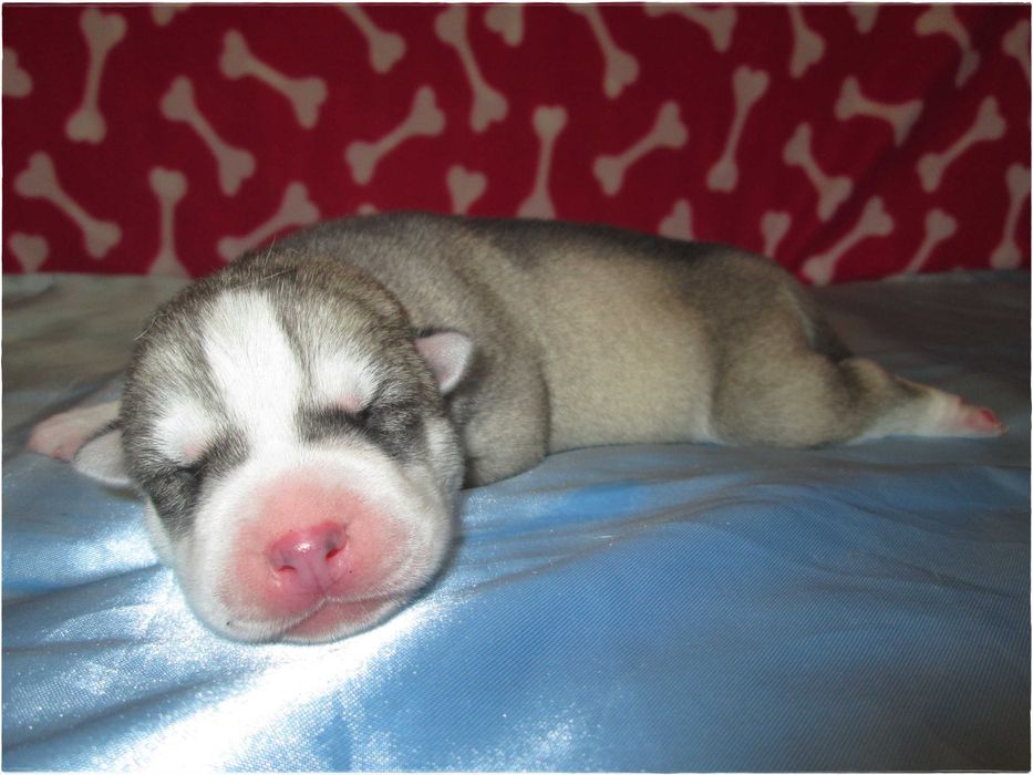 Macho Cinzento e Branco Husky Siberiano