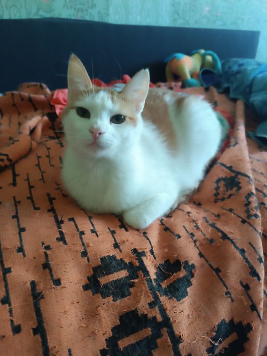 Котики евакуація Покровськ хлопчик,2 дівчинки