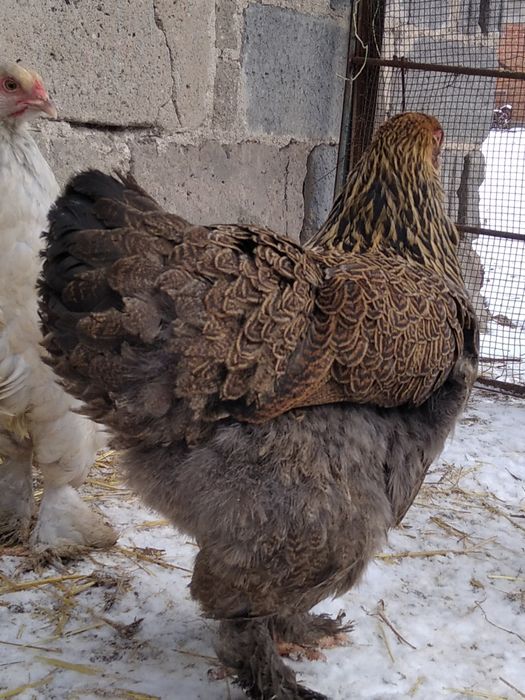 Brahma olbrzymia kury